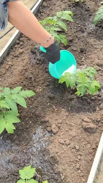 НАПОМИНАНИЕ ПРО КОРНЕВЫЕ ПОДКОРМКИ