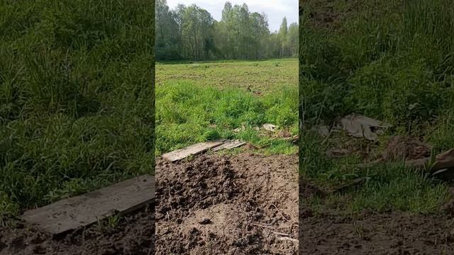 Профилактика бешенства диких животных.