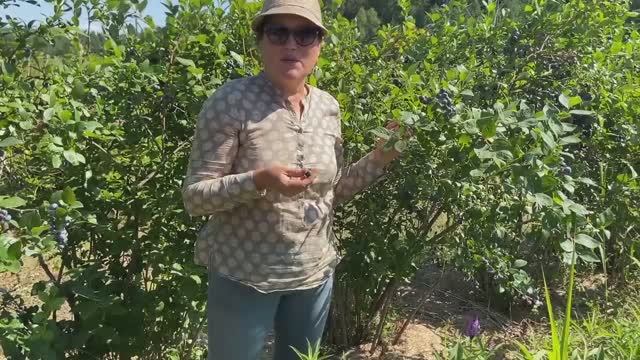 Почему голубика не дает хороший прирост?