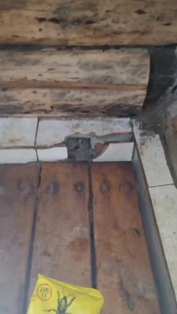 Выводим муравьёв из бани🐜Обсыпал по кругу с двух сторон, ждём эффект💣