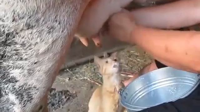 Кот любит коровье молоко Cat likes cow's milk