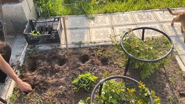 Первые весенние посадки 2025 год кабачки, огурцы, цветы