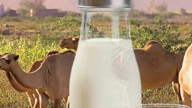 ВЕРБЛЮЖЬЕ МОЛОКО ЛЕЧЕНИЕ ОТ 100 БОЛЕЗНЕЙ