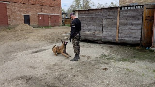 Выполнение команд при отвлекающих факторах.