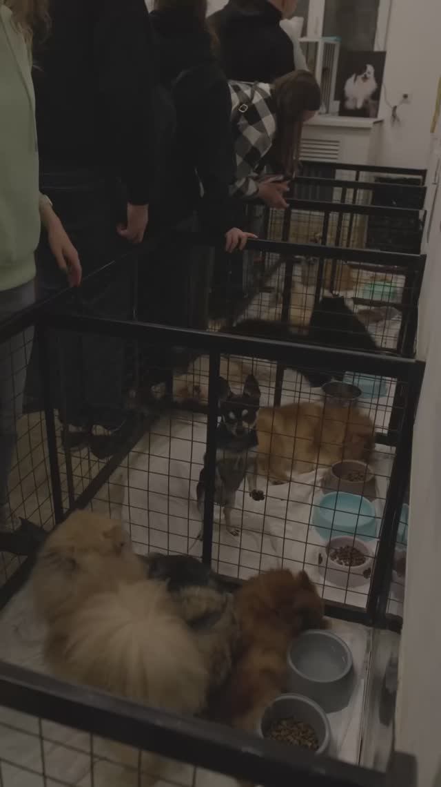 Приют для собак Апероль Шпиц