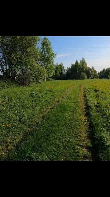 Полевой стайер.