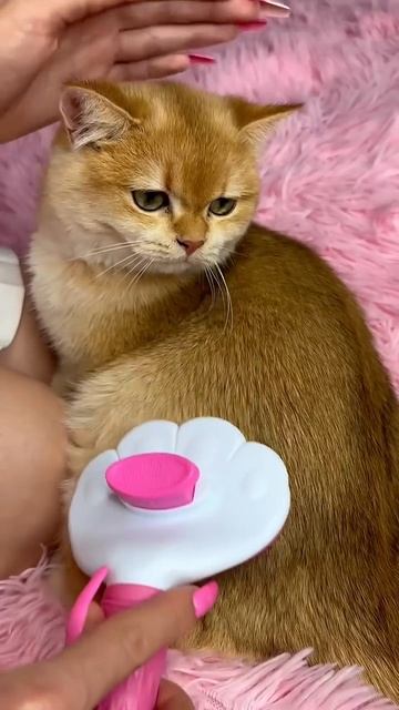 Спа-день для моей кошки Малышки  #кошка #кошки