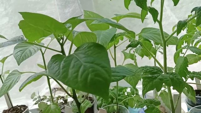 15.05.25 Обзор рассады на подоконнике: томаты, перцы, цвет?