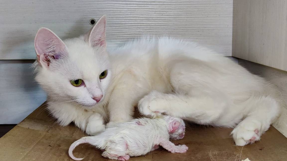 Мама-кошка, не уходи. Новорожденный котенок. Маленький котенок.