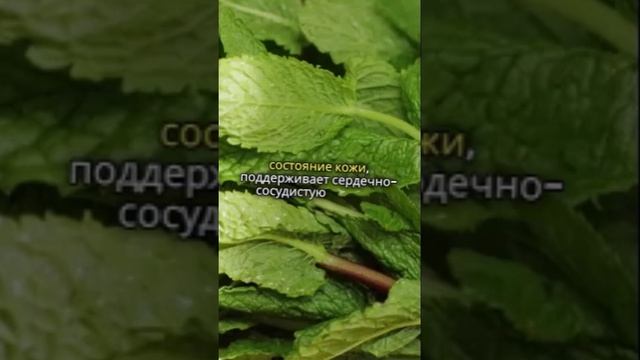 Какие травяные чаи самые полезные и способы их пригот?