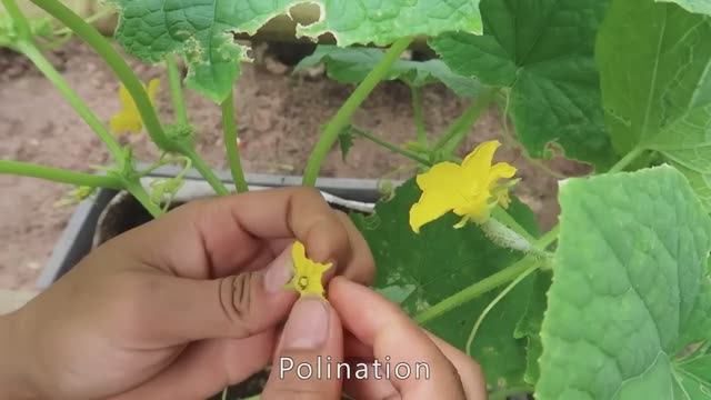 Выращивание огурцов из семян. Полив Подкормка. Формировка