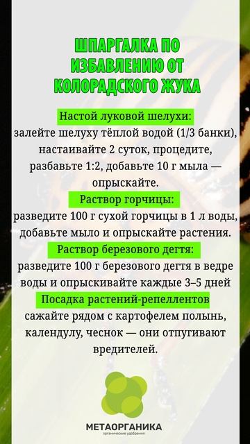 Шпаргалка по избавлению от колорадского жука