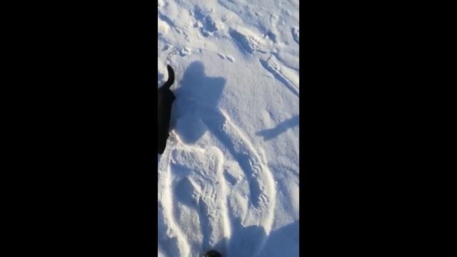 Маленькая, но очень гордая норка пытается украсть большую щуку