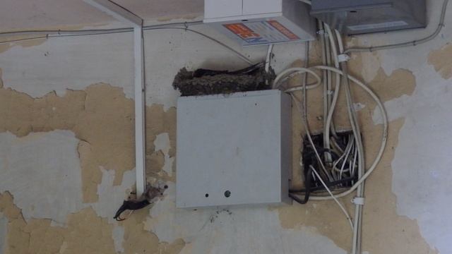 Ласточки и Интернет.