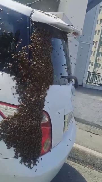 Пчёлы атакуют автомобили во Владивостоке
