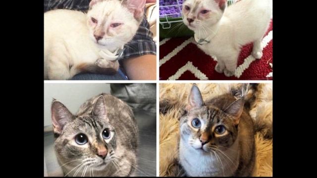 20+ котиков, которых хозяйская любовь превратила в настоящих пушистых королей
