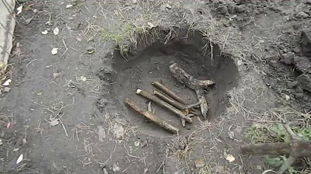 Ягод Голубики Будет Много Если Сделать Это! Проверенный Способ!