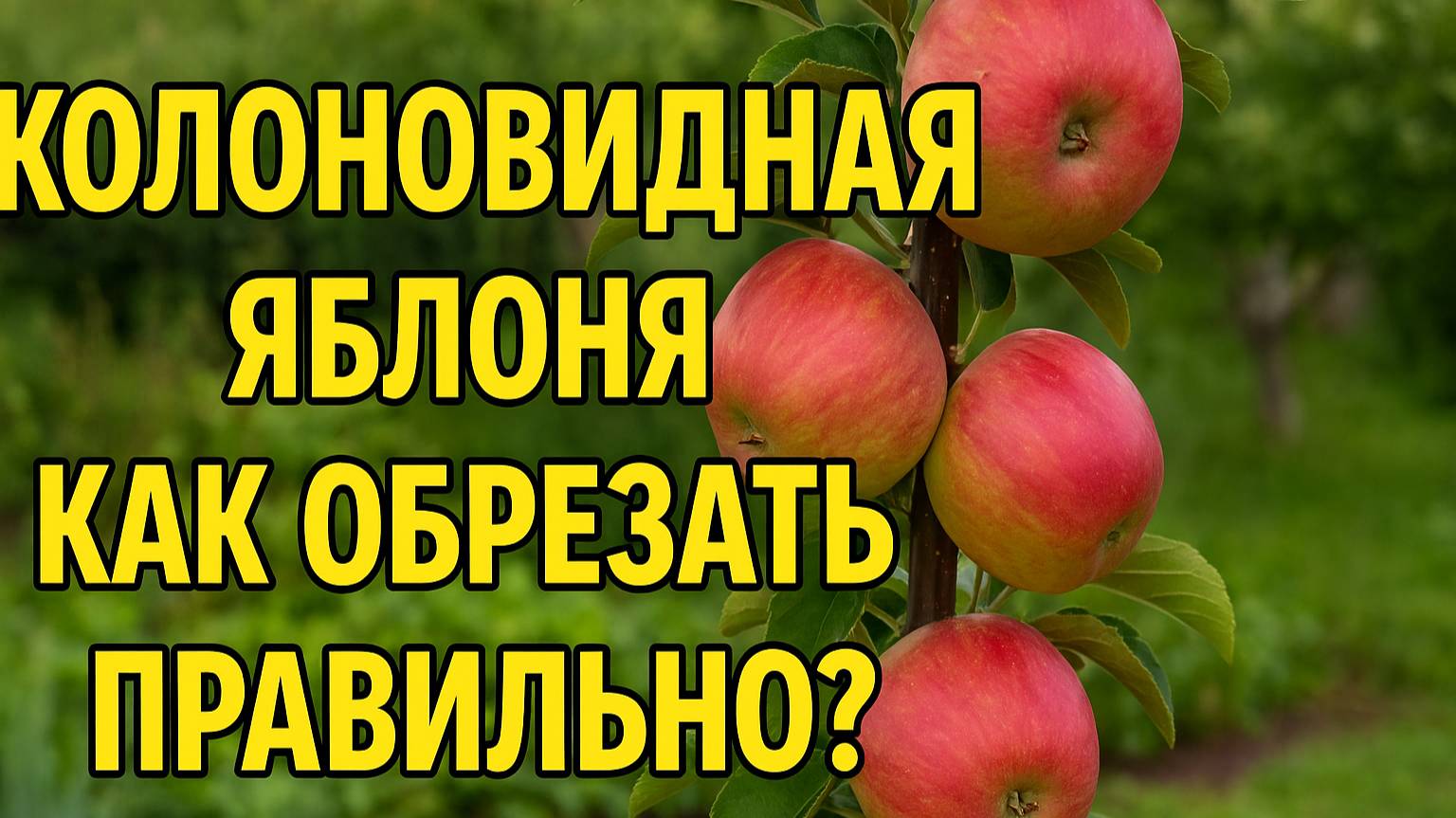 Как обрезать колоновидную яблоню, чтобы она не пошла в "метлу" и дала урожай!