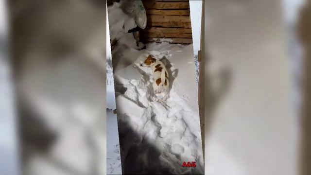 Следы зверья вокруг избы