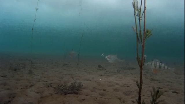 Подводное видео. 22 февраля 2017 года.
