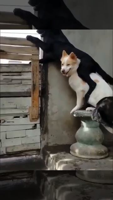 У черненького собакена за заборчиком явно зазноба 😍🐶❤️