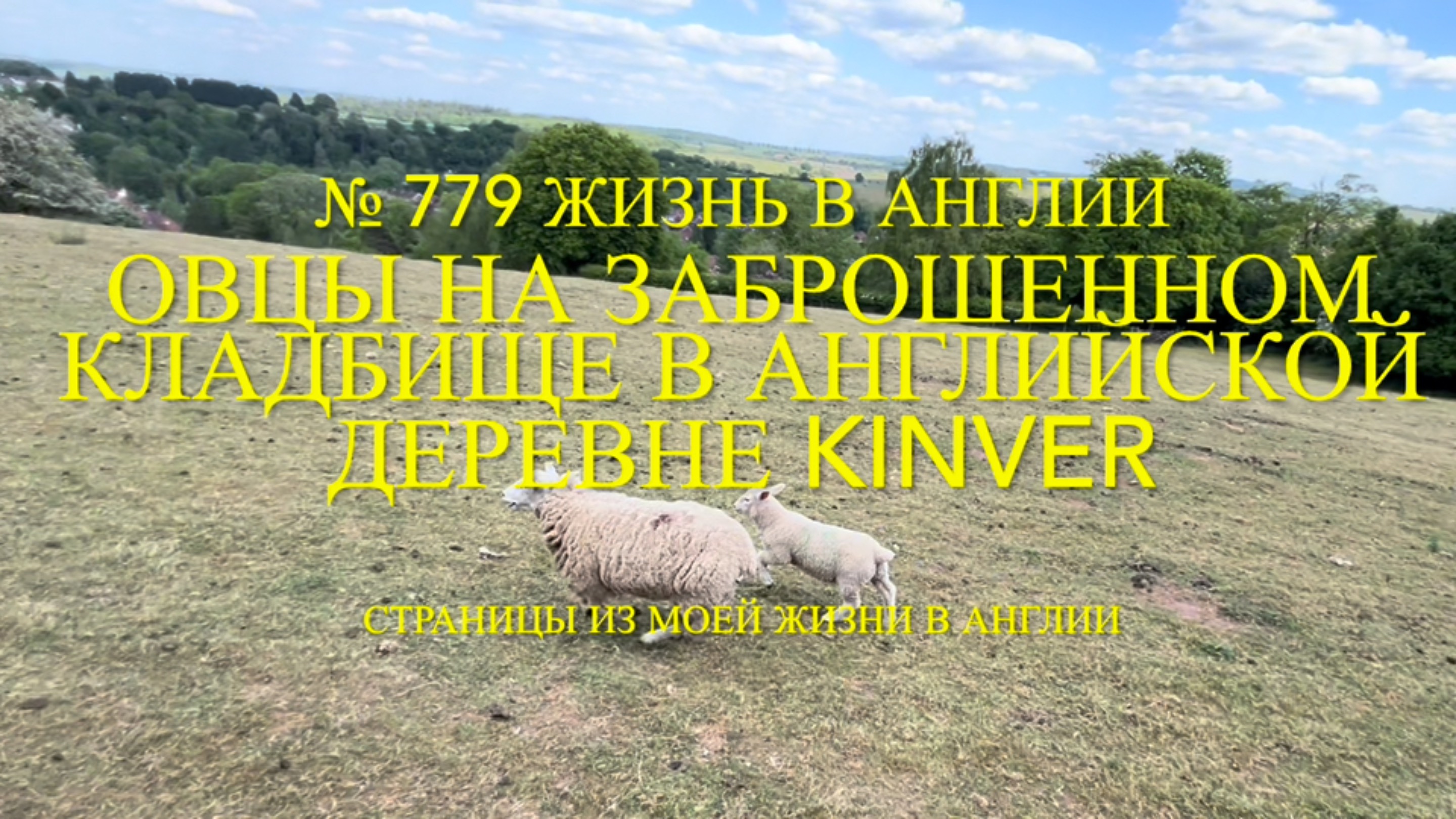 Овцы на заброшенном кладбище в Английской деревне Kinver. № 779 Жизнь в Англии