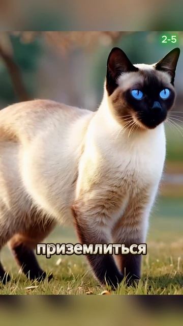 🐾 Вот почему этот кот садится тебе на голову в Zoom #sherts  #котики #веселыекоты #cat