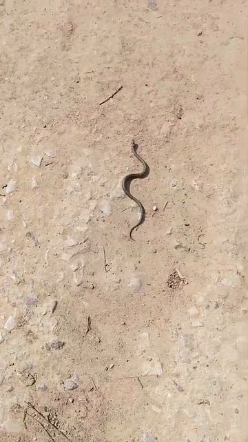 Ужин 🐍