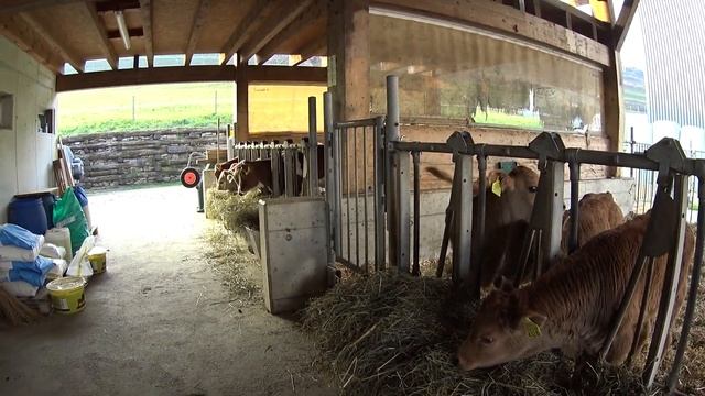 Жизнь людей из Украины в Швейцарии 🇨🇭 Молочная ферм?