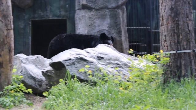 Уссурийская медведица Челси передаёт всем привет 27.05.2025