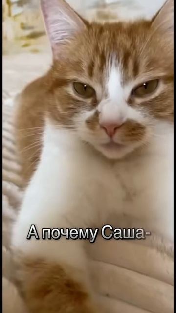 Мысли кота