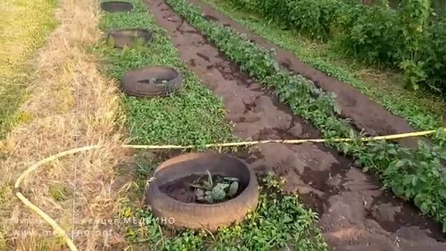 Тыква Ч2, Картошка, Смородина делюсь опытом