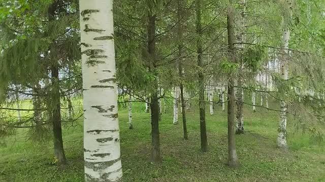 Наслаждаемся замечательной прогулкой в парке 300 летия СПб