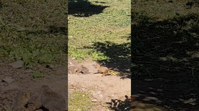 🐿 В оренбургском центре реабилитации в Караваевой роще появились необычные помощники