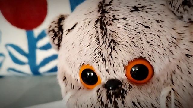 Мои любимые котики!Мои котики-черныш ,Лили ,басик ,куля и Китти!