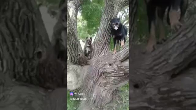 Мои собаченьки #босерон_питбуль #собаки #МэниГуля