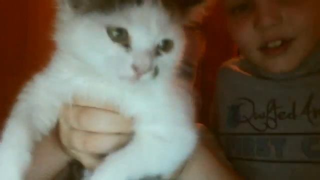 как мая кошка матом матирица прикол