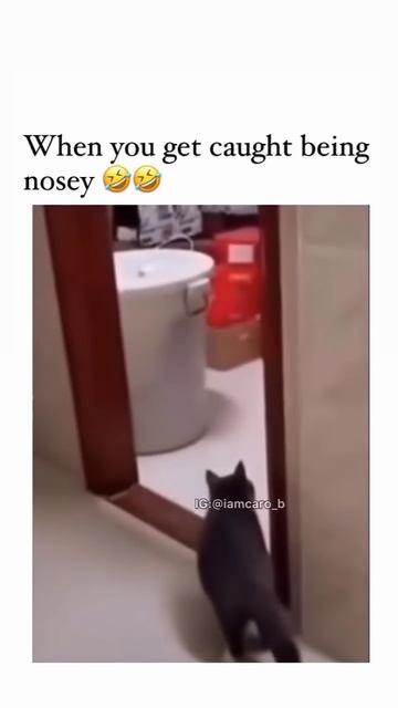 🤣 Bro was Caught Lacking ☠️ #funny #viral #catvideos