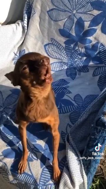 ДОБЕРМАН 

1000017641.mp4