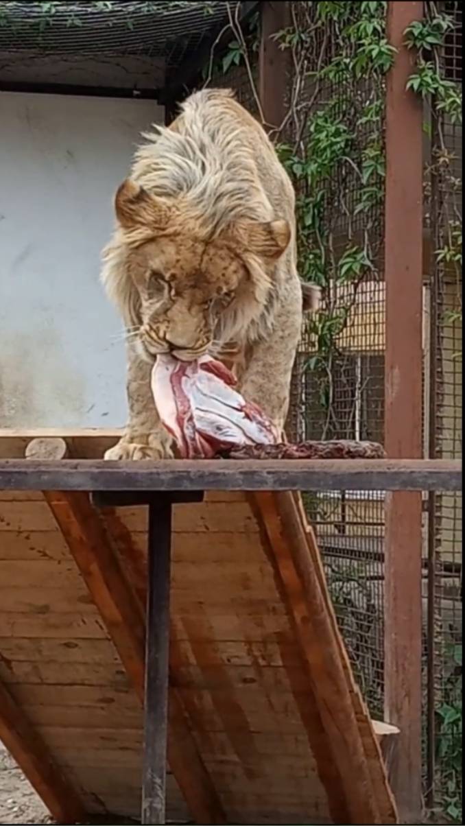 ШЕРХАН - хвастунишка. #шерхан_тайган #шерхан #лев #lion #зоопарк #zoo #юмор #shortvideo