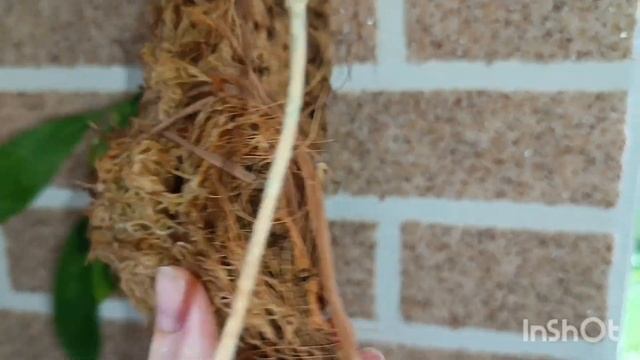 растения в гостиной 2 часть