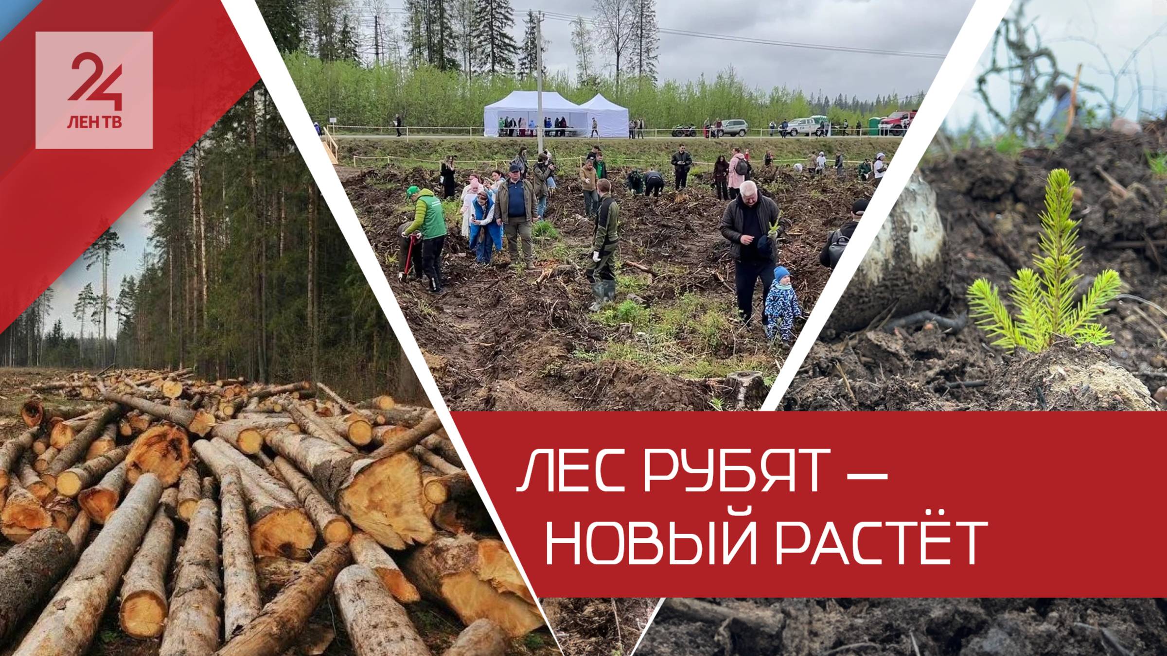Как в Ленинградской области восстанавливают лес после псевдоэкологов