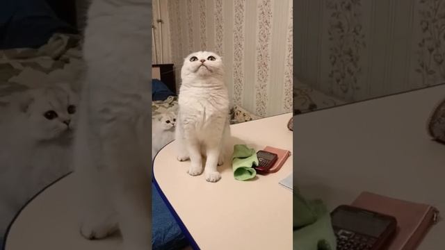 Шотландская вислоухая кошечка Роза - сурикат))) Смешно стоит на задних лапках