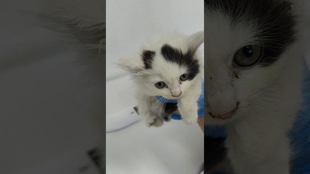 Котята с вокзала в ветклинике.