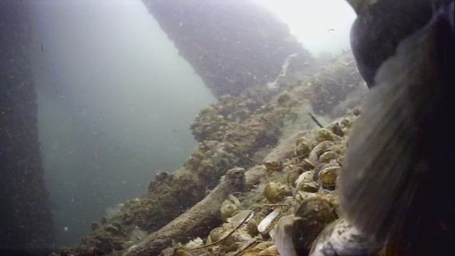 1000043656.mp4Волга гл.5м.28.05.2025г.