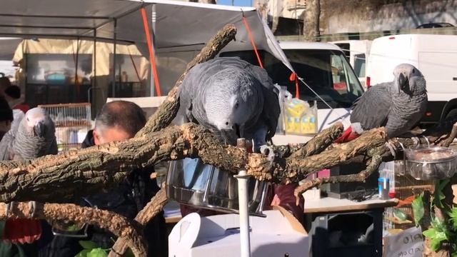Птичий рынок в Португалии.  (1)