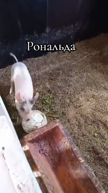 Роналду