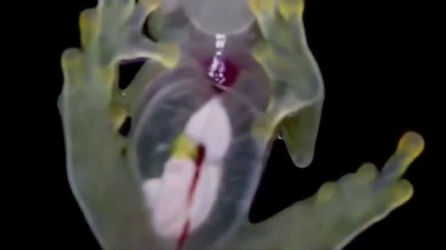 Это стеклянная лягушка — амфибия с прозрачной кожей.