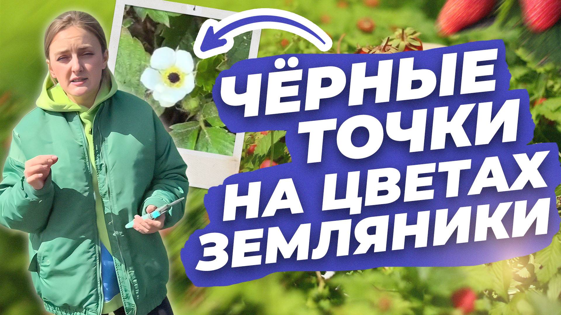 ЧЕРНЫЕ ТОЧКИ НА ЦВЕТАХ ЗЕМЛЯНИКИ