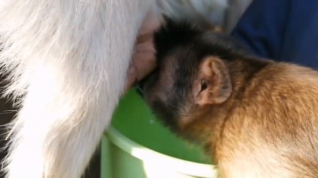 Парное молоко только такое - "с горла"🤣🙈